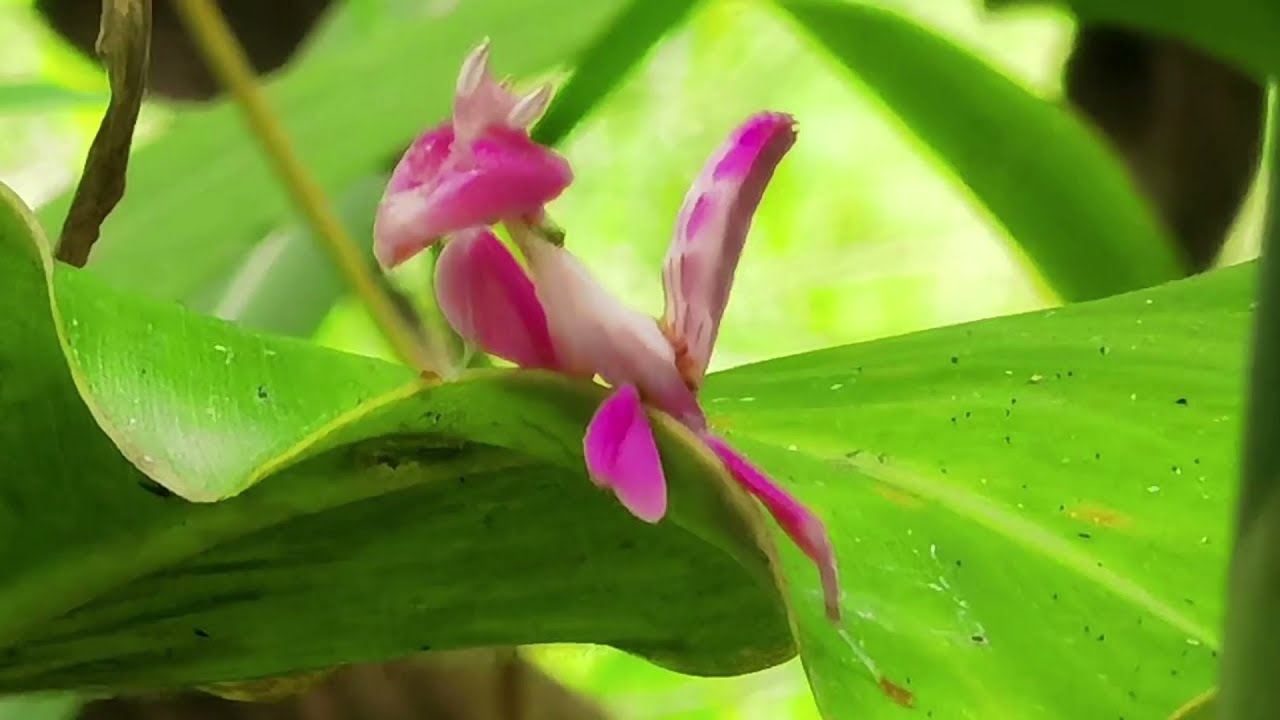The Most Beautiful Praying Mantis In The World "Orchid Mantis" or "Pink Mantis"