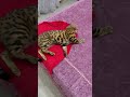 Когда хозяин ушел на работу #shorts
