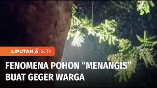 Fenomena Pohon “Menangis” di Jember Buat Warga Heboh! | Liputan 6