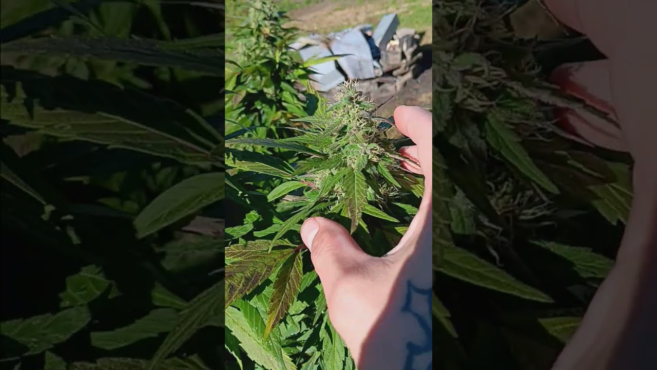 Outdoor Gelato: remember, this was just an experiment 😉