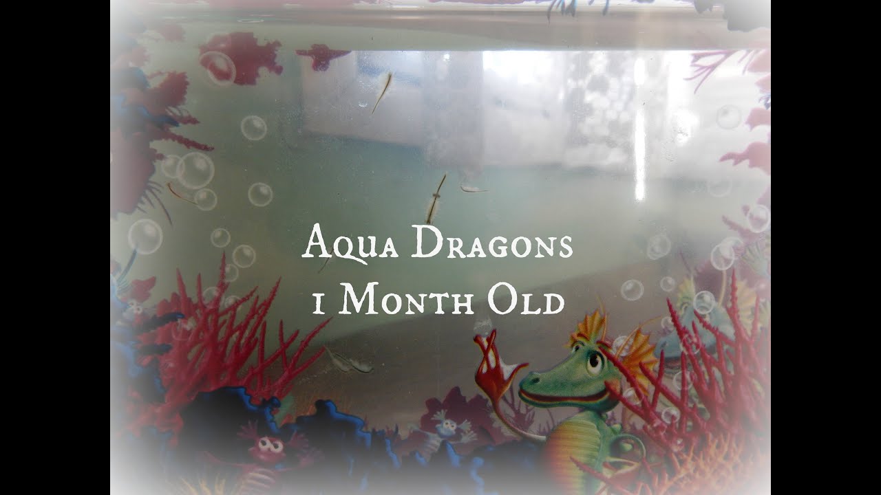 Aqua Dragons 1 Month Old Reproducing Pregnant Youtube