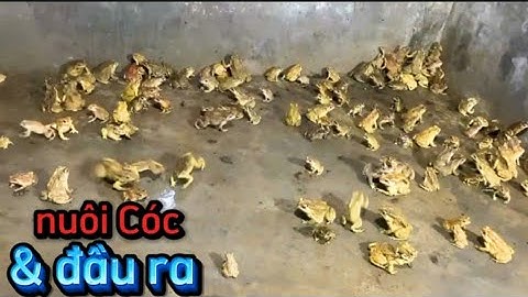 Nuôi Cóc và Đầu ra? Trại cóc chia sẻ một số nơi tiêu thụ