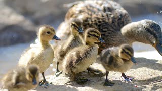 💖 Furry Little Birds Playing Together 😍