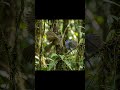 ​Speed Rapat: Masteran Speed Rapat Brinji Gunung dan Rambatan Paruh Merah Durasi Panjang.