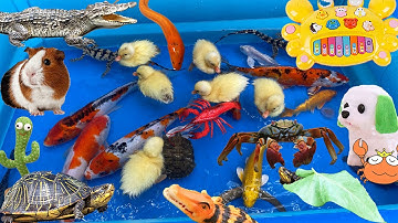 Hành Trình Tìm Lại Đàn Cho Chú Vịt Con Đi Lạc, Bắt Bọ Ú, Con Cua, Cá Koi, Cá Sấu, Rùa, Lươn
