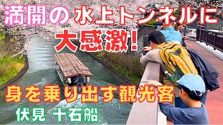 京都の桜 🌸今しか体験出来ない‼️水上桜トンネルの🚢伏見十石船はお