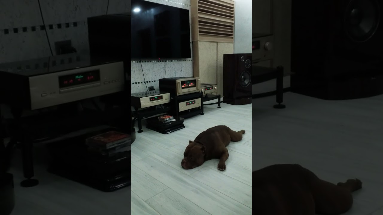 Victor SX - 1000 тест профессионалом)