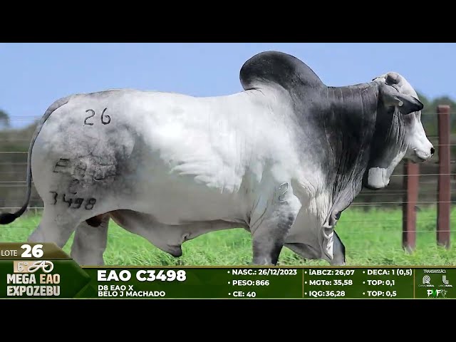 LOTE 26