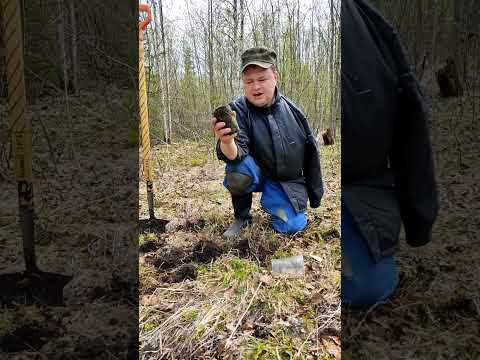Первая посадка пихты сибирской🌲 в лесу на Вологодчине.  Семья Мачневых 2023 год
