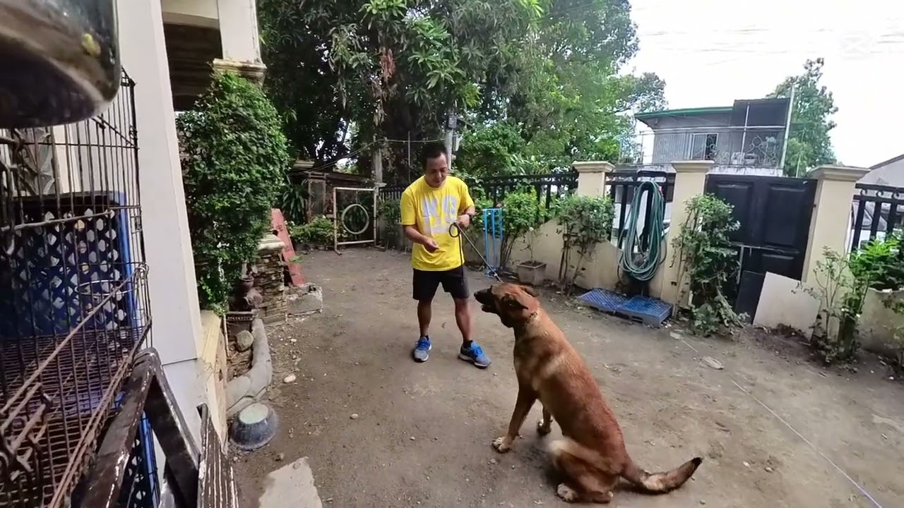 Reporting Video to Our Client: SAM (BELGIAN MALINOIS) 1ST REPORTING VIDEO