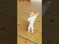 Dance kitty 