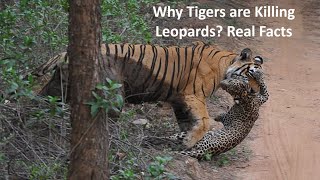 Why Tiger eats Leopards? Real Facts | Tech Academy
