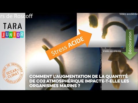 Vidéo: Pourquoi l'augmentation du CO2 provoque-t-elle une vasodilatation ?