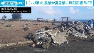 トンガ噴火　農業や畜産業に深刻被害　長期的支援が必要　WFP(2022年1月22日)