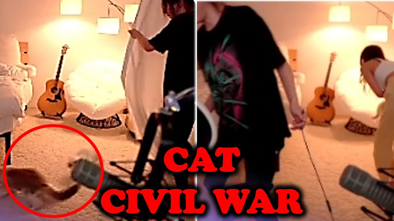 Лесли, Миюнг, Валькирия и Сиккуно пытаются остановить драку кошек.