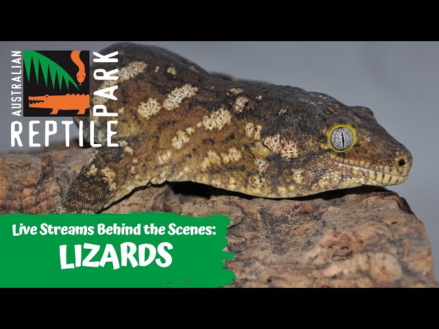 LIZARDS (LIVE FOOTAGE) | AUSTRALIAN REPTILE PARK