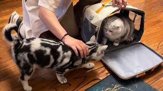 We Got Married, And My Cat Met My Husbands Cat For The First Time...