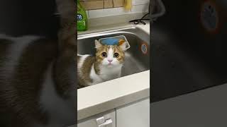 cat funny videos ?? funny moments  comedy videosshorts shortvideo cat cats catvideos