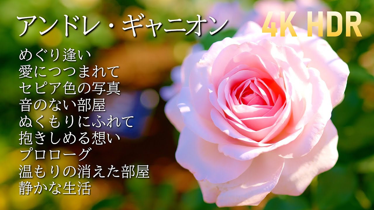 美しすぎるアンドレ・ギャニオンとバラ 4K HDR / Andre Gagnon's piano pieces and roses,too beautiful.