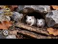 [NO ADS] CAT TV 🐭 Secret Life of White Mice: A Tiny Forest Mystery for Cats | 4K HDR - Cat Therapy