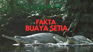 Fakta Buaya Setia