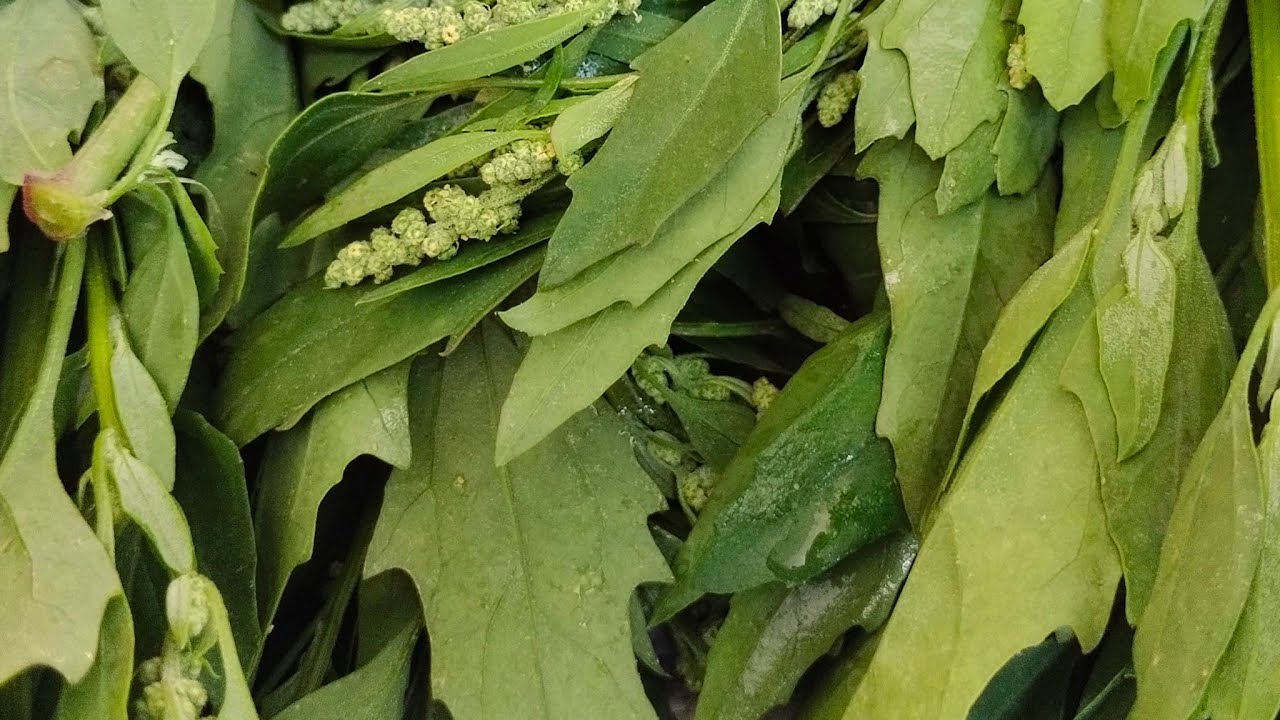 हरी-भरी सब्ज़ी, सीधे खेत से | घर की रसोई में आज: हरी सब्ज़ियों की साफ़-सफाई और कटाई