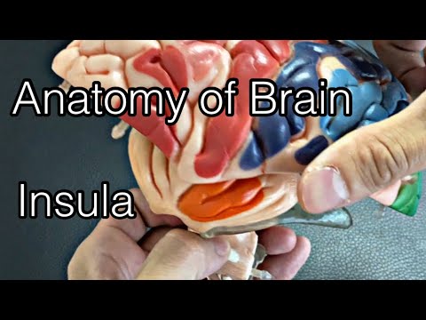 Анатомия мозга: инсула (на английском языке)