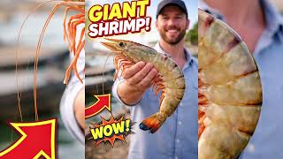 world biggestEating Every Shrimp in Asia!