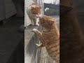 Sedang Gosipin apa ya mereka #kucing #trendingshorts