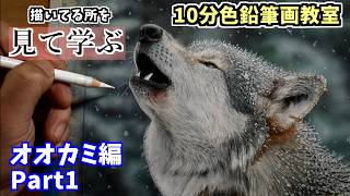 10分色鉛筆画教室】見て学ぶオオカミの描き方Part1 - YouTube