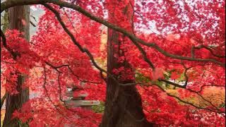 Surah Yaseen Ataullah Shah Bukhari