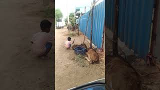 கண்டுக்குட்டிய பாடாபடுத்துறான் #madurai #samayanallur #comedy #viralshort #smallboyfunnyvideo