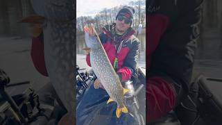 Hecht  #shorts #fishing #pike #pikefishing #hecht #hechtangeln #raubfisch #savagegear #abugarcia