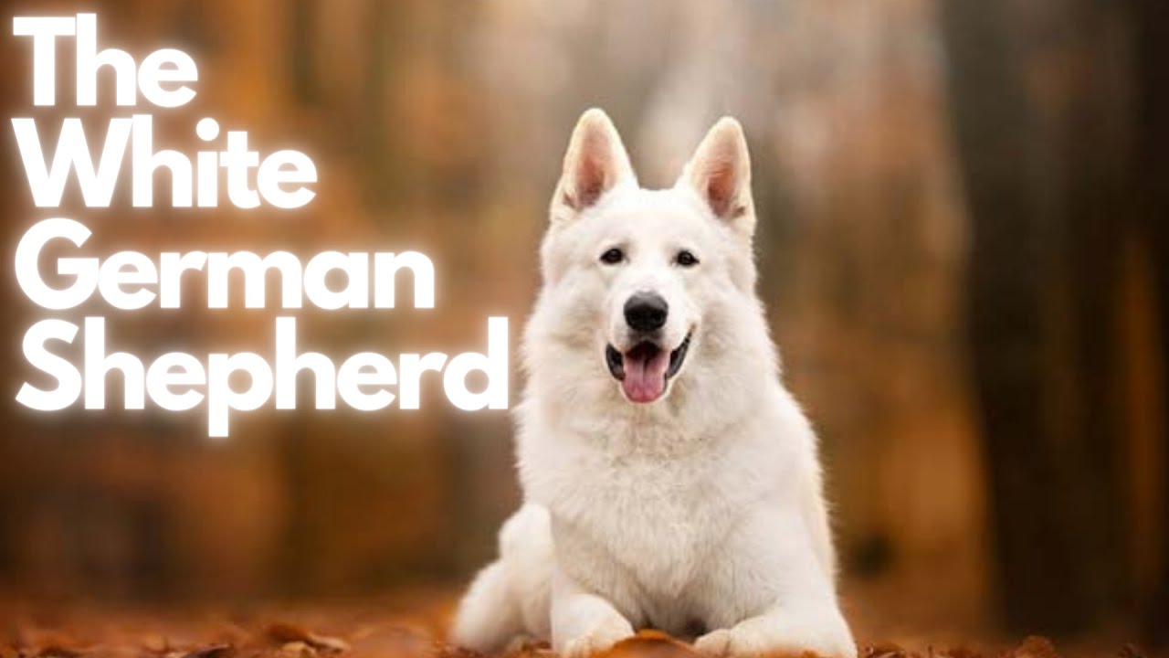 The Stunning White German Shepherd