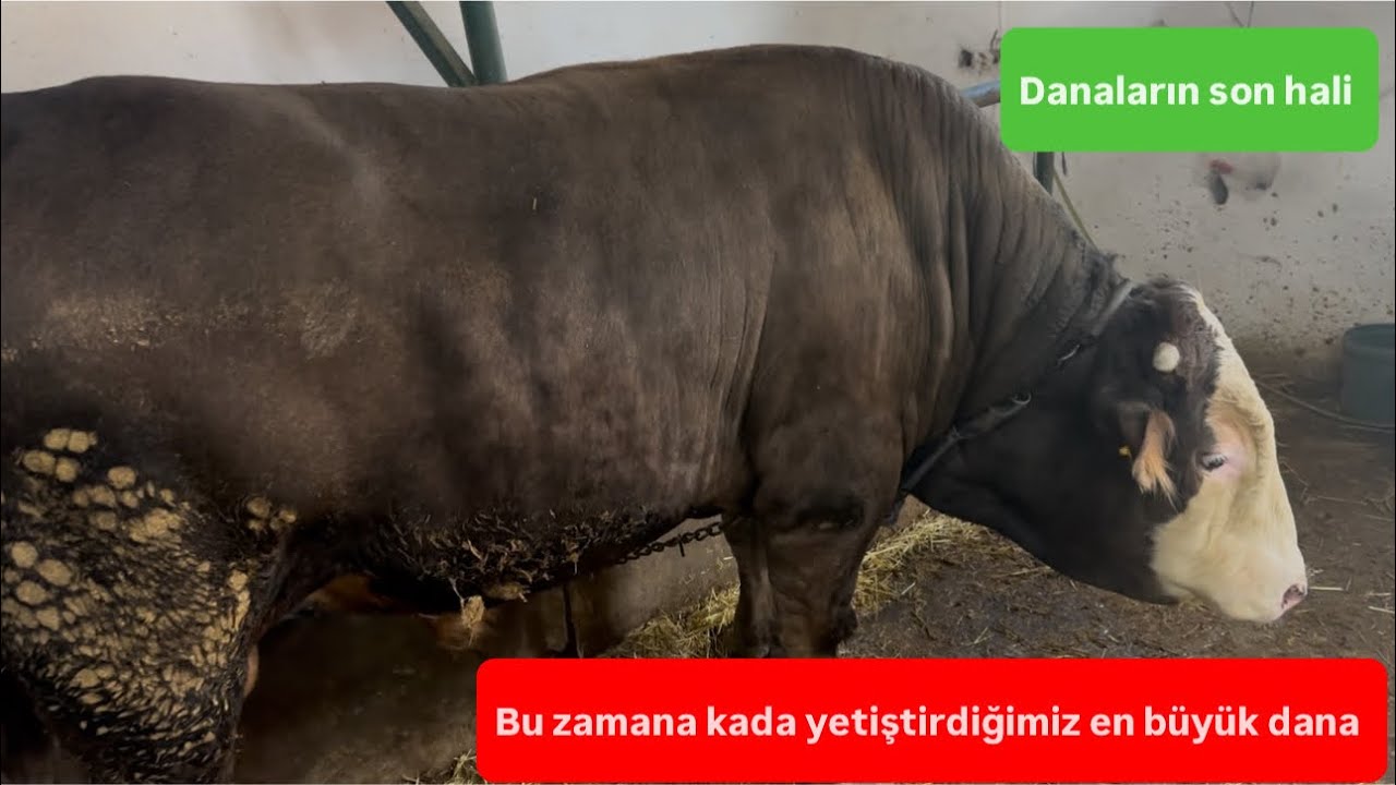 Angus inekçiliği yapılır mı? / Hayvanların son hali