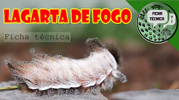 Como acabar com lagarta cachorrinho?