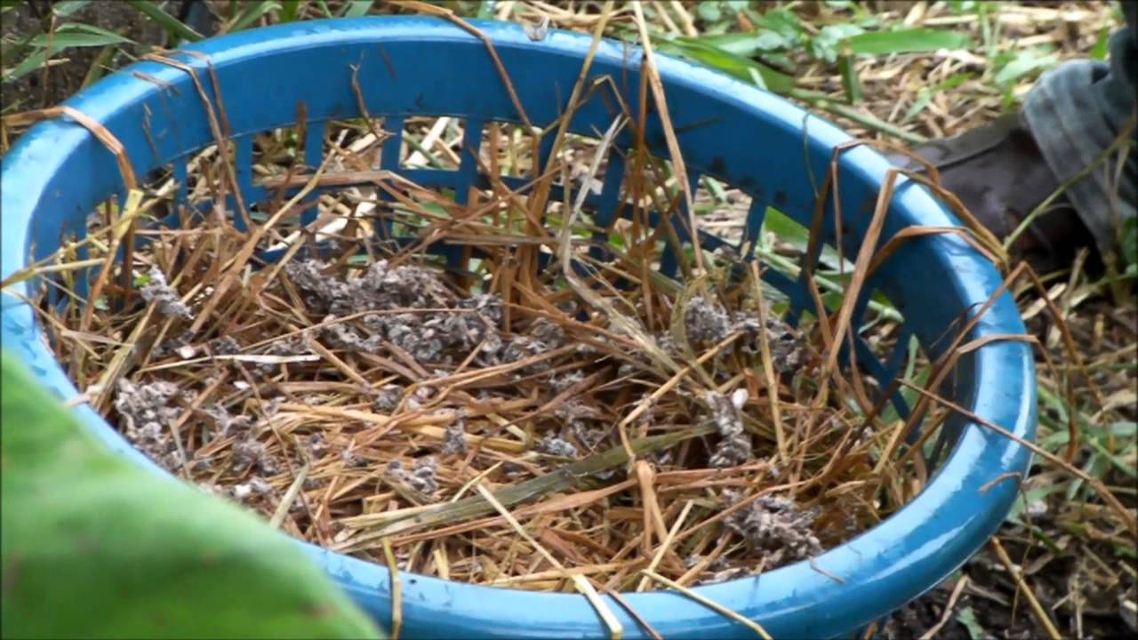 ขั้นตอนการทำเห็ดฟาง โดย โครงการลูกพระดาบส(การเพาะเห็ดครบวงจร) รุ่น125