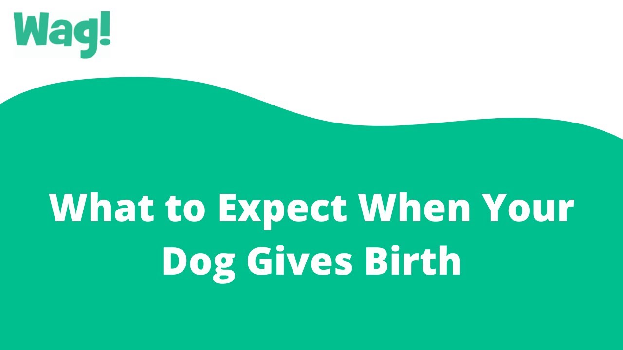 What Happens After A Dog Gives Birth