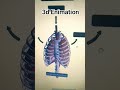 3D view of human lungs