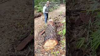 Traditional Manual Bark Removal From A Fallen Pine Log Using A Long Shovel