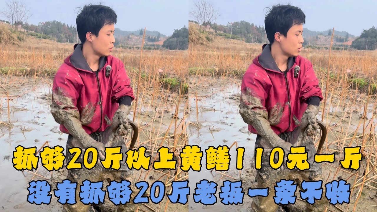 晚上之前抓够20斤以上黄鳝110元一斤，没有抓够20斤老板一条不收？
