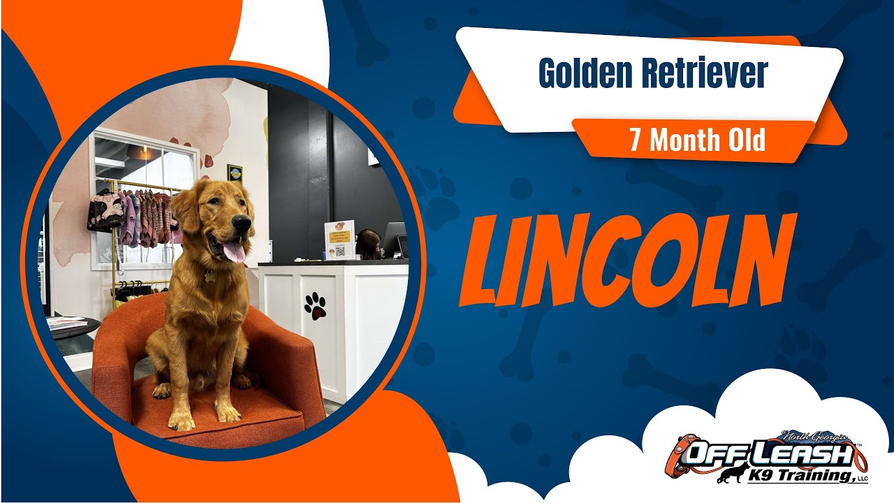 Golden Retriever's Amazing Transformation: From Leash Pulling to Off-Leash Obedience | OLK9 North