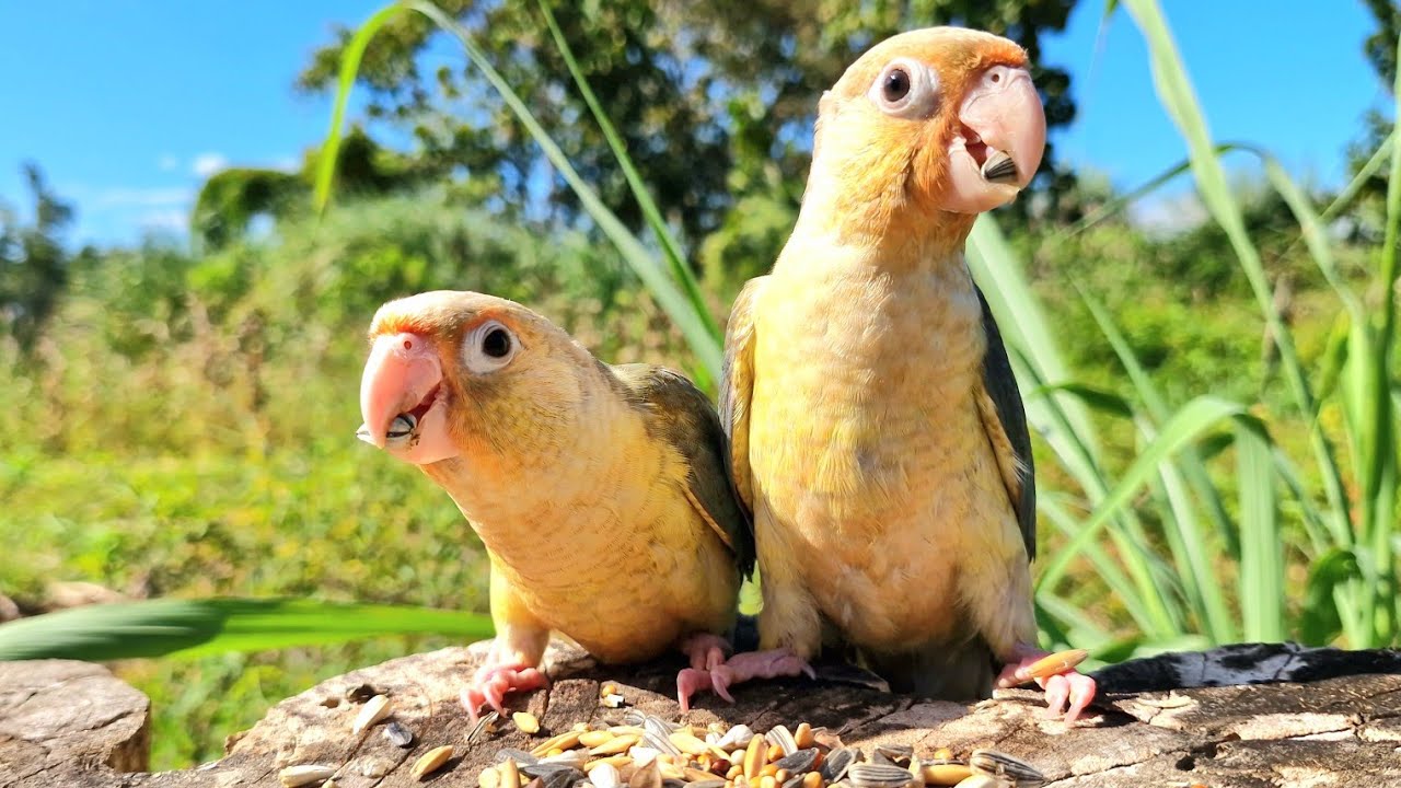 Blue pineapple conure parrot : Feed the parrots in the morning