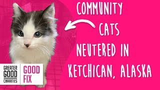 Humane Trap, Neuter, and Return of 42 Community Cats | Good Fix: Alaska