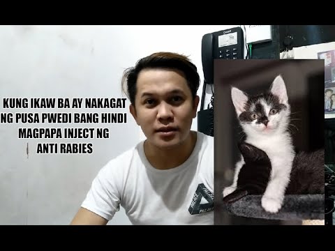 Video: Dapat Bang Mabakunahan Ang Isang Kuting?