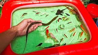 Beautiful freshwater fish for aquarium !! Bettafish,molly,glofish,koi,eel,catfish,snail,turtle 94