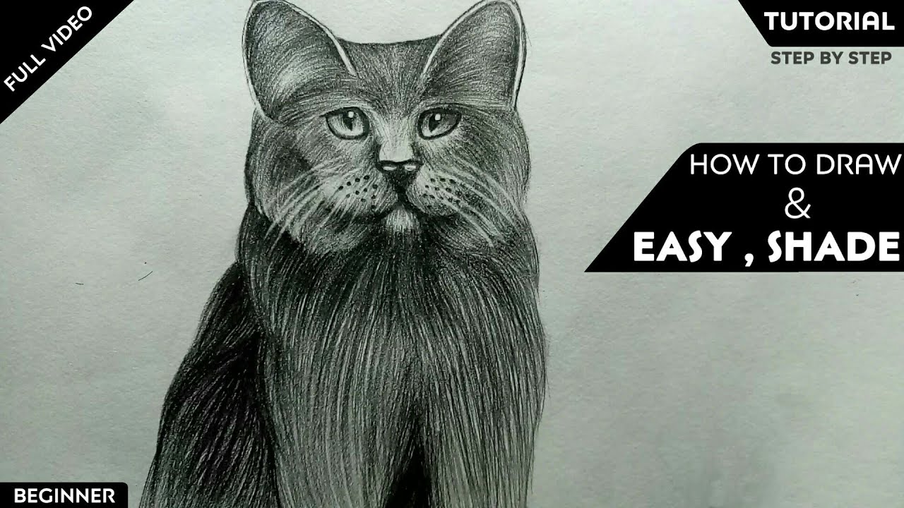 How to Draw cat easy and step by step or shading for beginners YouTube