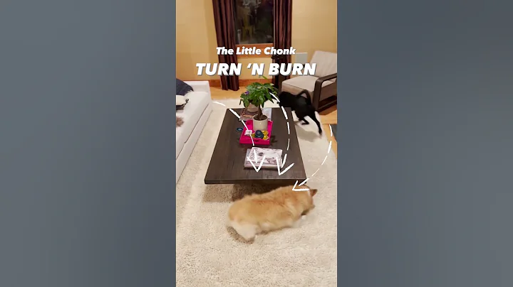 This is why my dog has the ZOOMIES PART 2!! #zoomi...