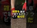 雑草を雑草で制するクラピアを植えてみました #Shorts