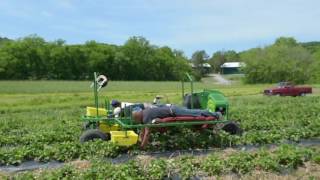 Nashville farmers invent strawberry picking machine